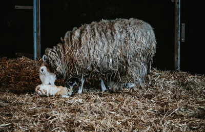 Newborn lamb with its mother