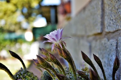 Close-up of purple flowering plant