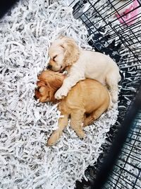 Puppy on blanket