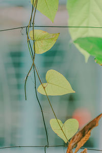 Close-up of leaves on plant