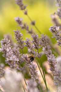 Close-up of purple flowering plant