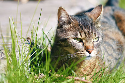 Close-up of a cat on field