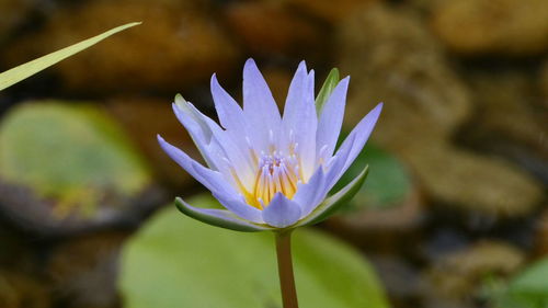 Close-up of lotus water lily in pond