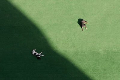 High angle view of dogs on playing field