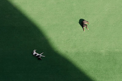 High angle view of women standing on green leaf