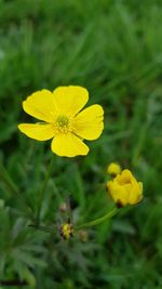 Close-up of yellow flowering plant on field