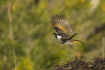 Close-up of a bird flying