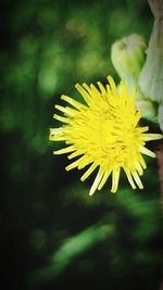 Close-up of yellow flower blooming outdoors