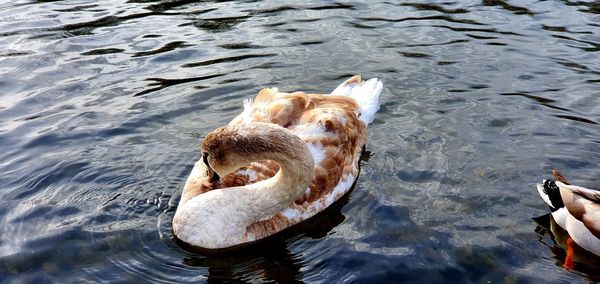 High angle view of duck swimming in lake