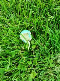 Grass growing in field