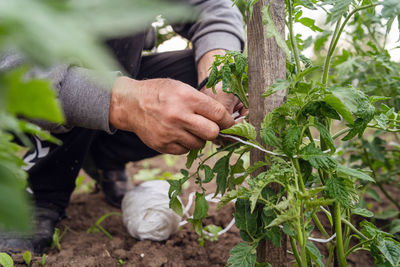 Midsection of man working on plant