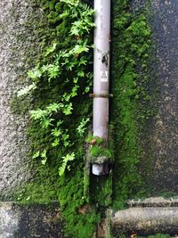 Plants growing in the dark