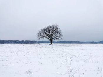 Bare tree on snow covered field against sky