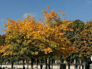 Close-up of autumn tree against sky