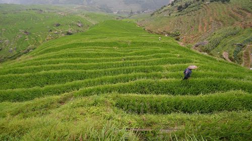 Scenic view of rice paddy