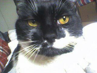 Close-up portrait of cat