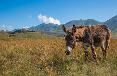 Portrait of little donkey grazing on pian grande, castelluccio di norcia