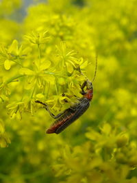 Close-up of butterfly pollinating on flower