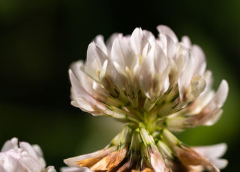 Close-up of white flowering plant