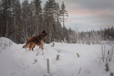 Dog on snow field against sky