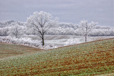 Bare trees on snow covered land