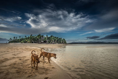 View of a dog on beach