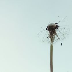 Close-up of dandelion