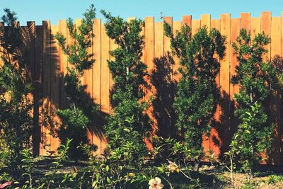 Plants and trees against sky