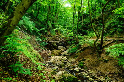 Trees in forest