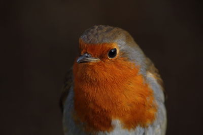 Close-up of bird perching outdoors