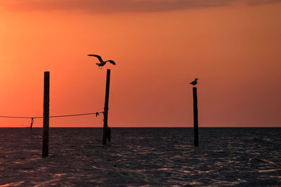 Silhouette of bird on wooden post in sea during sunset