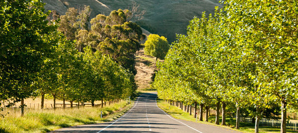 Narrow pathway along trees