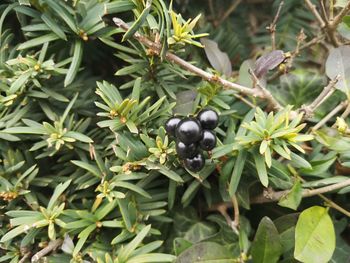 Close-up of black fruits on plant