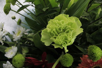 Close-up of fresh green flowering plant