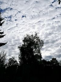 Low angle view of silhouette trees against sky