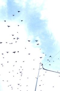 Low angle view of birds flying in sky