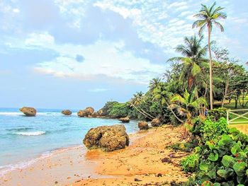 View of palm trees on beach