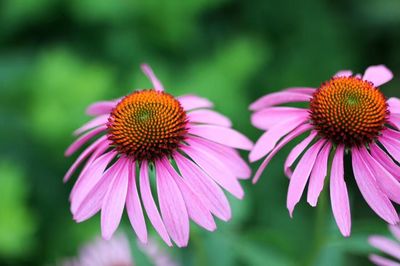 Close-up of pink flower