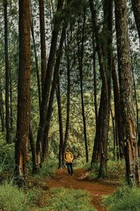 Rear view of man walking amidst trees in forest