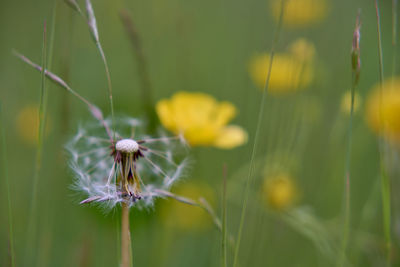 Close-up of dandelion flower on field