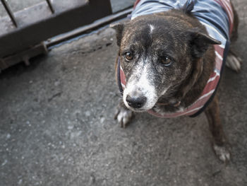 High angle view of dog on street