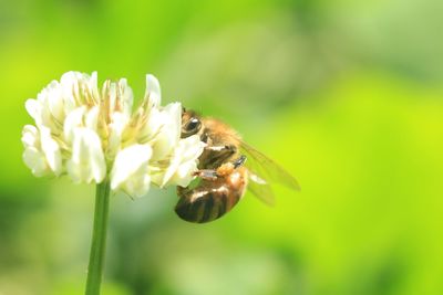 Close-up of bee pollinating on flower