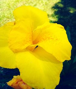 Close-up of yellow flower blooming outdoors