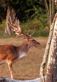 Fallow deer bellowing during the rut season 