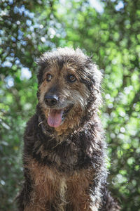 Portrait of a dog against trees