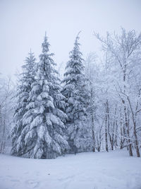 Snow covered trees in forest against sky