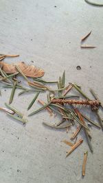 Close-up of plants