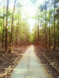 Walkway amidst trees in forest against sky