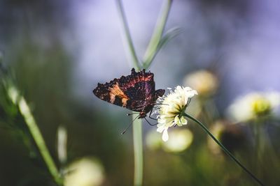 Close-up of butterfly pollinating on flower