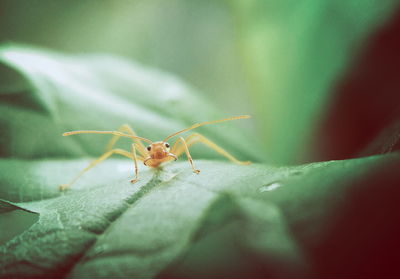 Close-up of ant on leaf